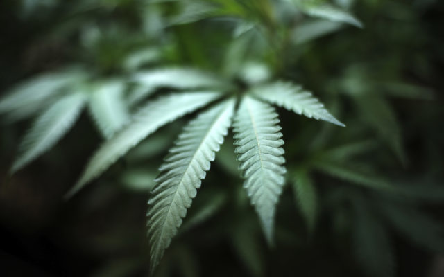 Medical Marijuana Use Contributing To Low Supply