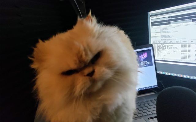 Lawyer Gets Stuck In Cat Filter Mode During Zoom Trial: 'I'm Not A Cat!' -  Q Rock