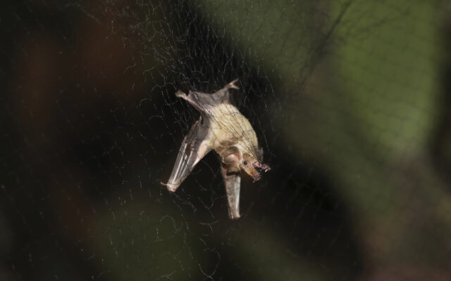 First Rabid Bat Of Year Found In Will County
