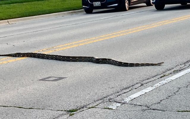 Python Stops Traffic In Joliet