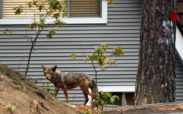 It’s Coyote Mating Season And Wildlife Officials Urge Precaution For Your Pets